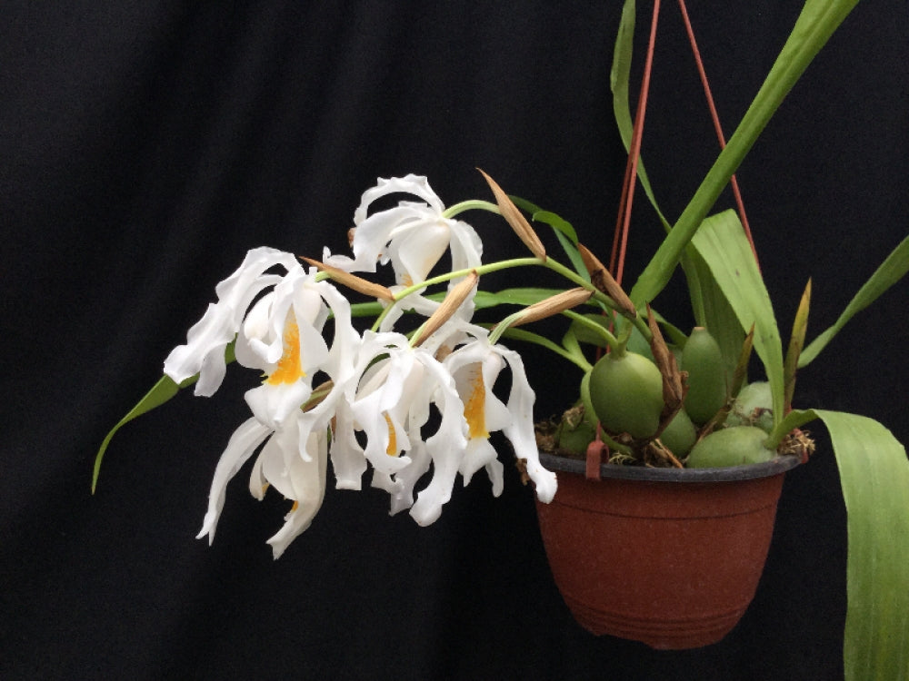 Coelogyne cristata