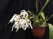 Coelogyne cristata var. citrina