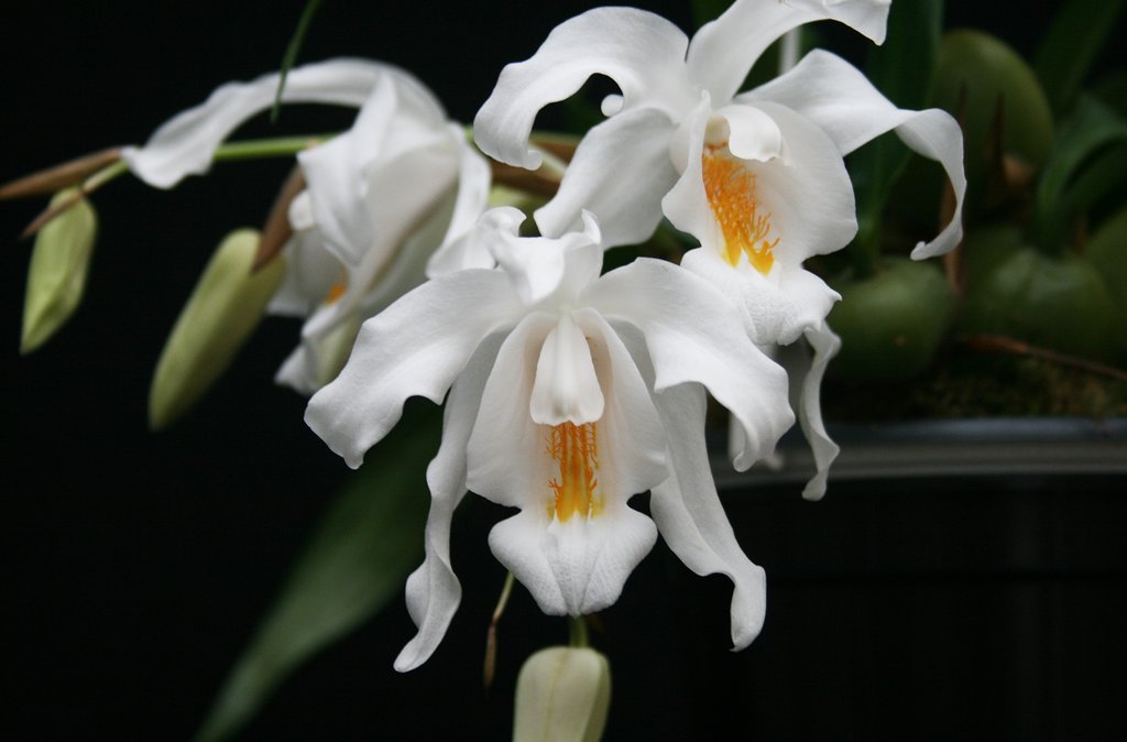 Coelogyne cristata var. citrina