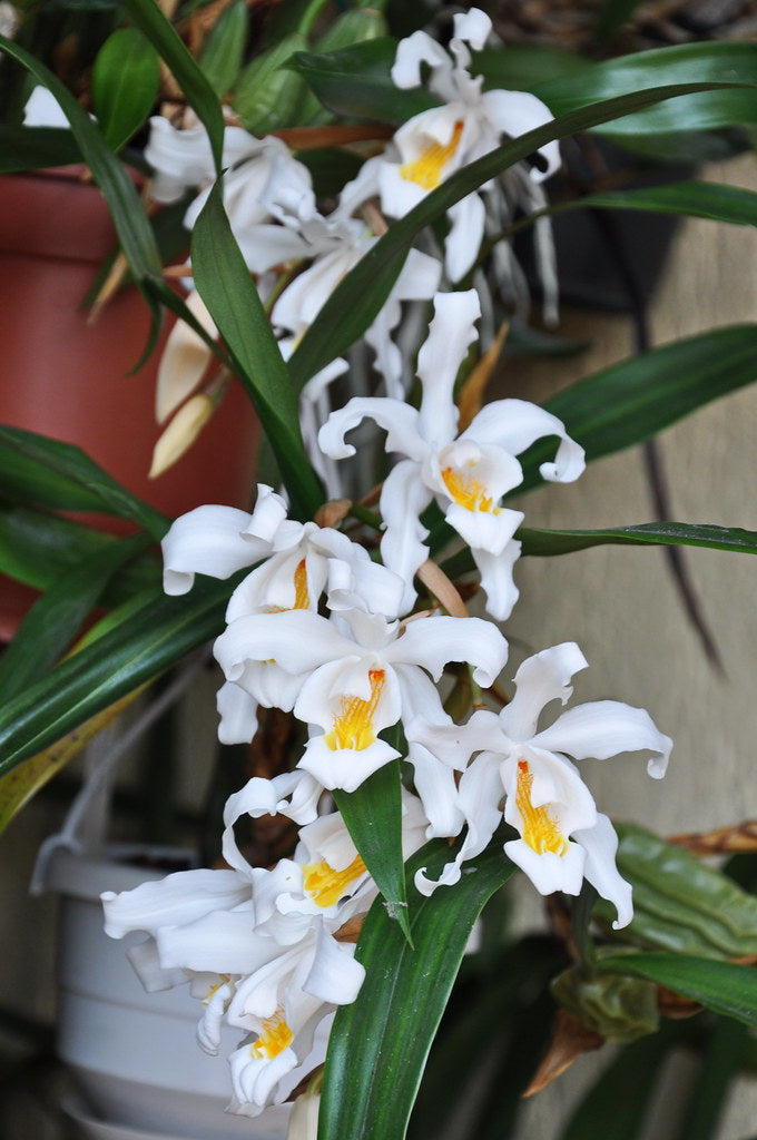 Coelogyne cristata var. citrina