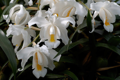Coelogyne cristata var. citrina