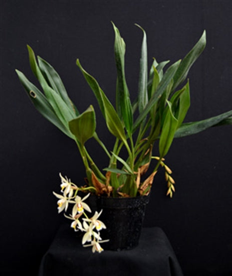 Coelogyne flaccida