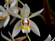 Coelogyne flaccida