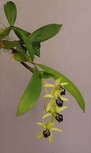Coelogyne fonstenebrarum
