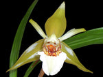 Carica l'immagine nel visualizzatore Galleria, Coelogyne lawrenceana