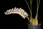 Load image into Gallery viewer, Coelogyne multiflora