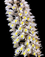 Load image into Gallery viewer, Coelogyne multiflora
