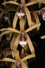 Carica l'immagine nel visualizzatore Galleria, Coelogyne pulverula