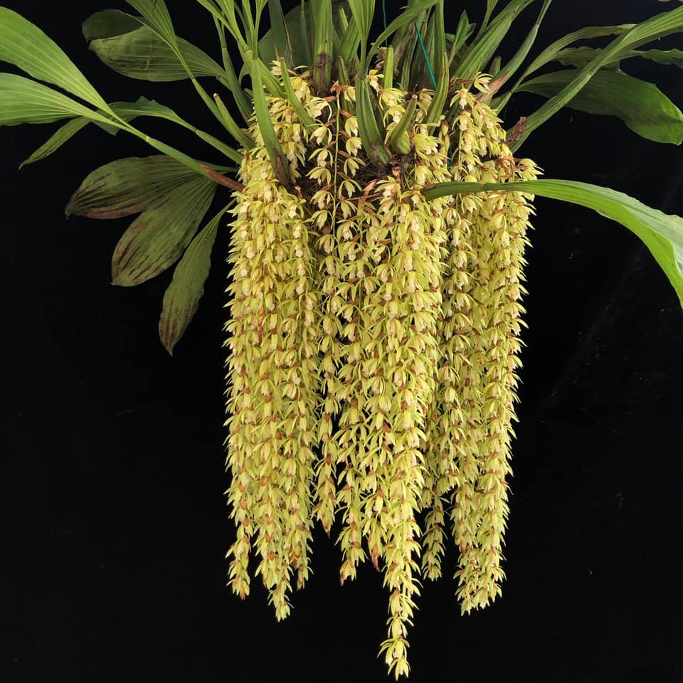 Coelogyne rochussenii