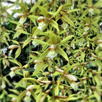 Carica l'immagine nel visualizzatore Galleria, Coelogyne rochussenii