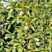 Coelogyne rochussenii