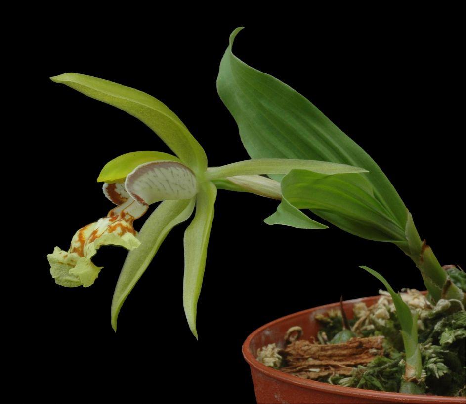 Coelogyne schilleriana