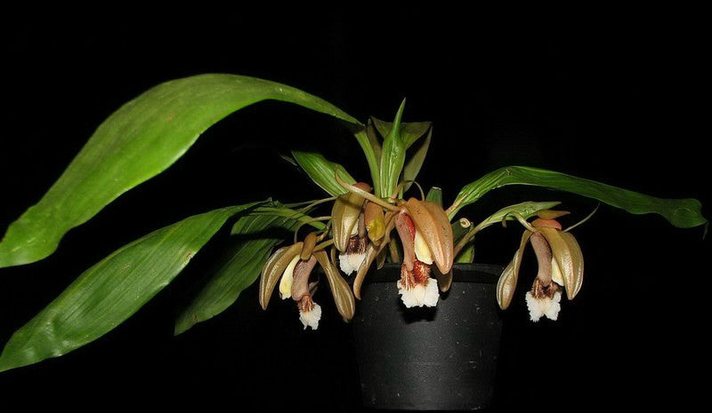Coelogyne speciosa