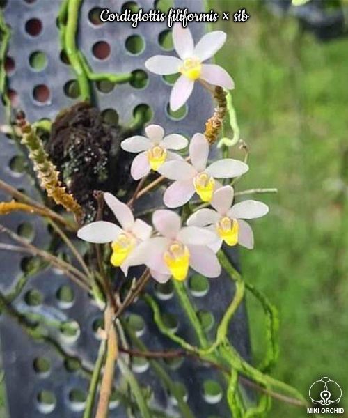 Cordiglottis filiformis