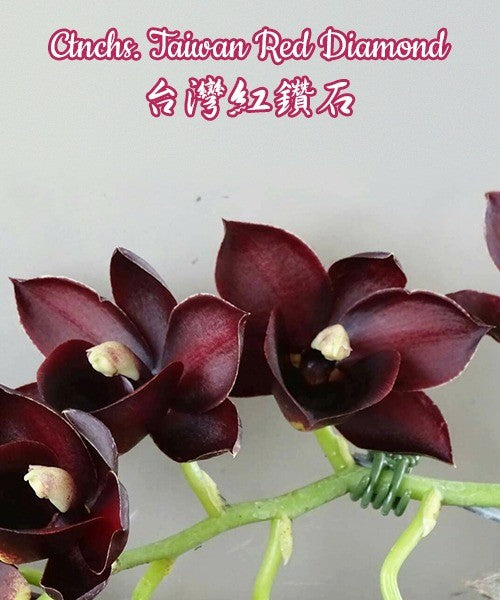 Cycnoches Taiwan Gold Orange × Catasetum Orchidglade (Ctnchs. Taiwan Red Diamond)