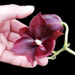 Carica l'immagine nel visualizzatore Galleria, Catanoches Taiwan Red Diamond (Cycnoches Taiwan Gold Orange × Catasetum Orchidglade)