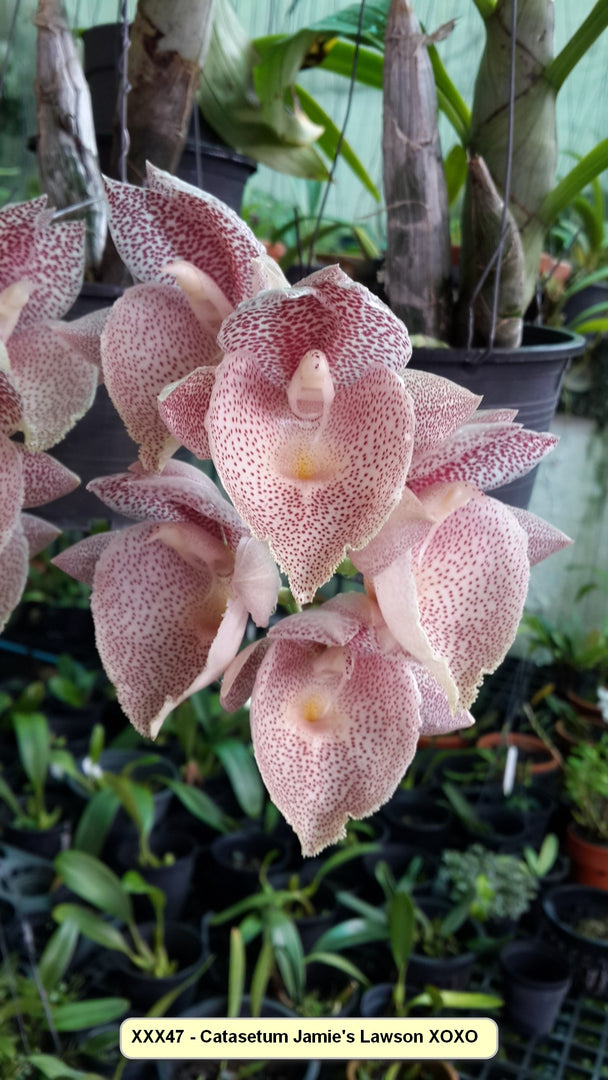 Catasetum Jamie Lawson 'xoxo'