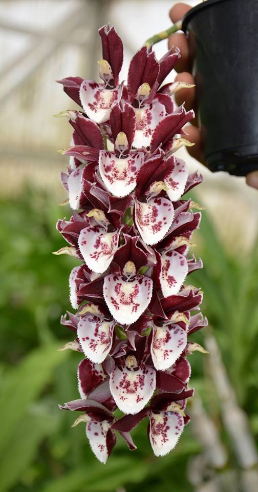 Catasetum Melana Davisson