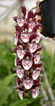 Catasetum Melana Davisson