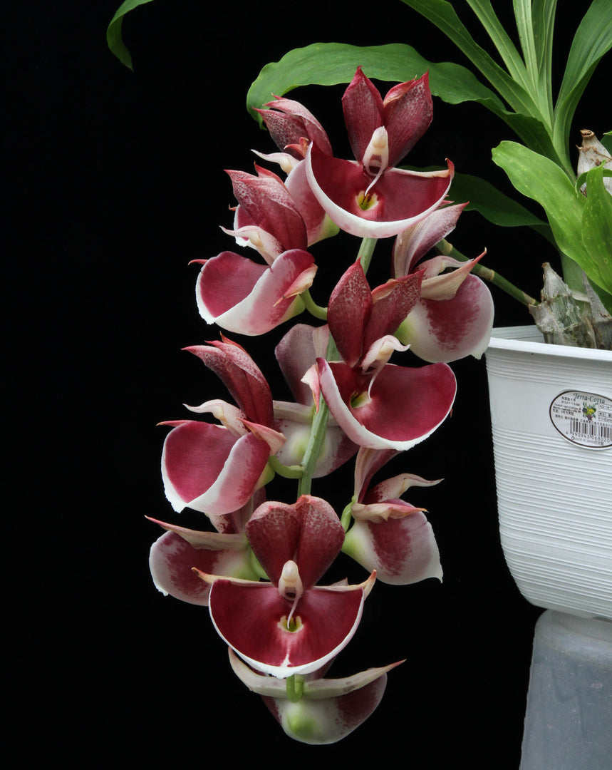 Catasetum pileatum imperialis 'Pierre Couret'