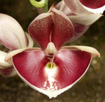 Carica l'immagine nel visualizzatore Galleria, Catasetum pileatum imperialis 'Pierre Couret'