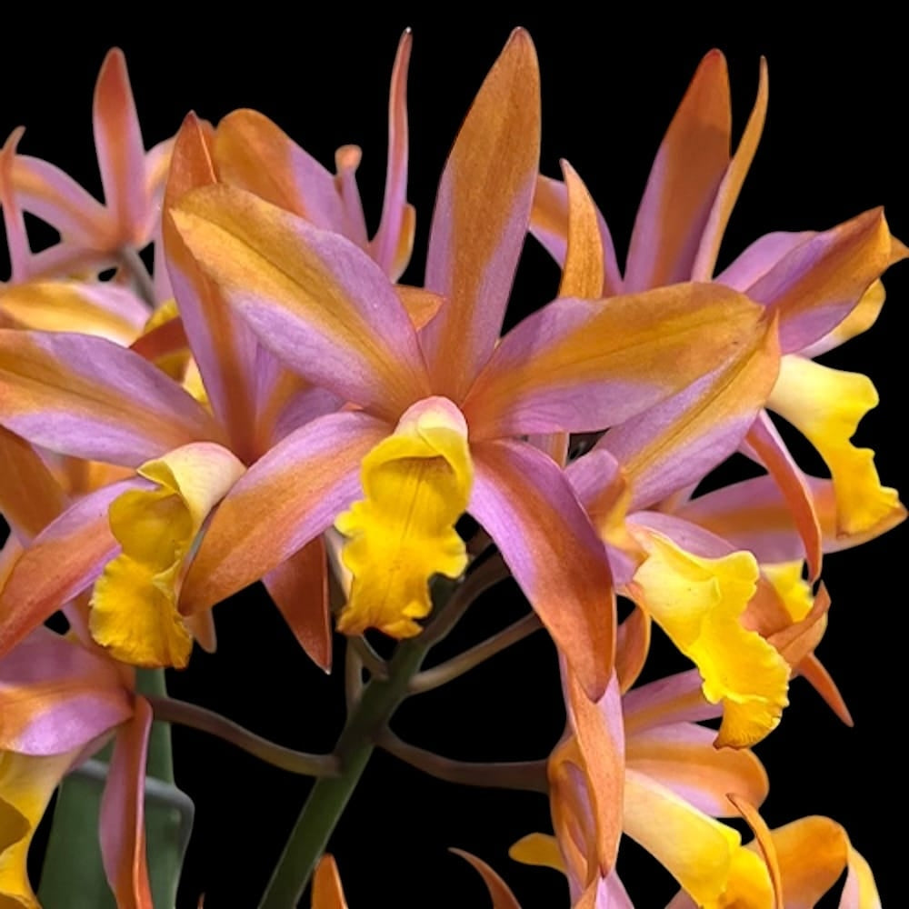 Cattlianthe Magic Bell 'New Trick' HCC/AOS