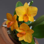 Carica l&#39;immagine nel visualizzatore Galleria, Cattlianthe Faikon Ball (Cattleya cernua × Cattlianthe Candy Ball)
