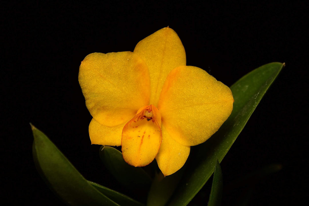 Cattlianthe Faikon Ball (Cattleya cernua × Cattlianthe Candy Ball)