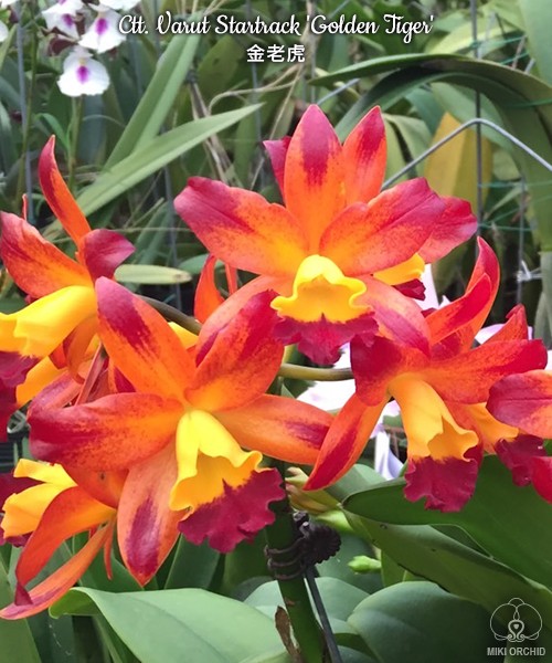 Cattlianthe Varut Startrack 'Golden Tiger'