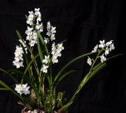 Cuitlauzina pulchella