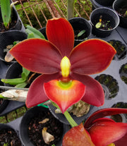 Cycnodes Taiwan Black Pearl 'ORCHIS-01' (ORANGE/GREEN) - (Cycnoches Mass Canfusion ' Big Green' x Cycnodes Taiwan Yellow Diamond)