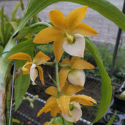 Cycnodes Taiwan Black Pearl 'ORCHIS-02' (YELLOW/WHITE) - (Cycnoches Mass Canfusion ' Big Green' x Cycnodes Taiwan Yellow Diamond)