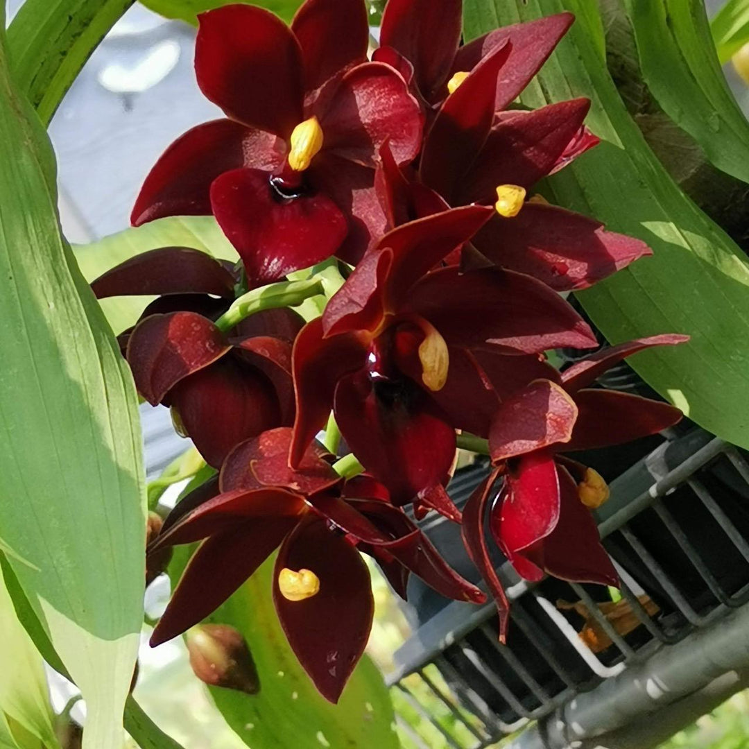 Cycnodes Taiwan Black Pearl 'ORCHIS-03' (Red) - (Cycnoches Mass Canfusion ' Big Green' x Cycnodes Taiwan Yellow Diamond)