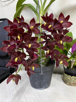 Load image into Gallery viewer, Cycnodes Taiwan Black Pearl 'ORCHIS' (Black) - (Cycnoches Mass Canfusion 'Big Green' x Cycnodes Taiwan Yellow Diamond)