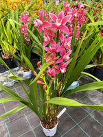 Carica l'immagine nel visualizzatore Galleria, Cymbidium Alison Shaw