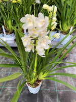 Carica l'immagine nel visualizzatore Galleria, Cymbidium Dove Feather