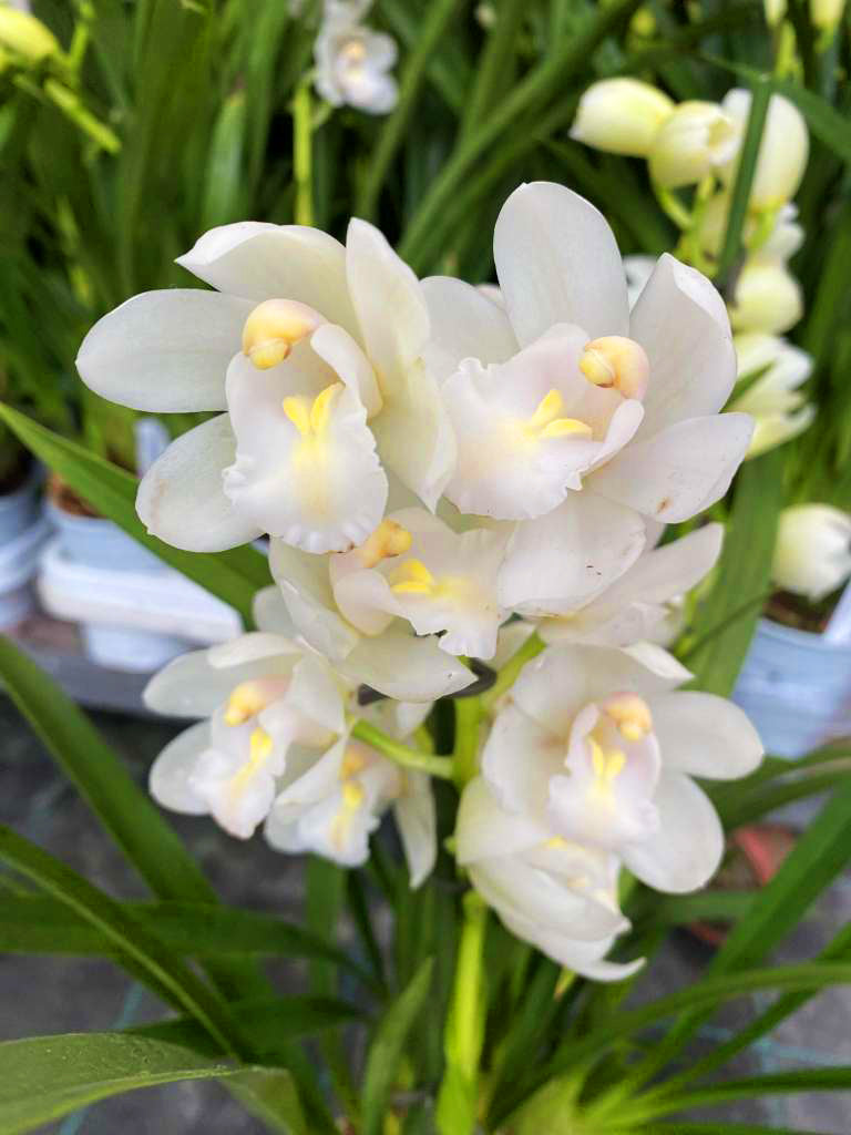 Cymbidium Dove Feather