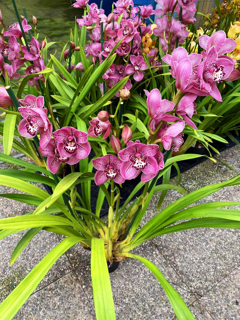 Cymbidium George Formby