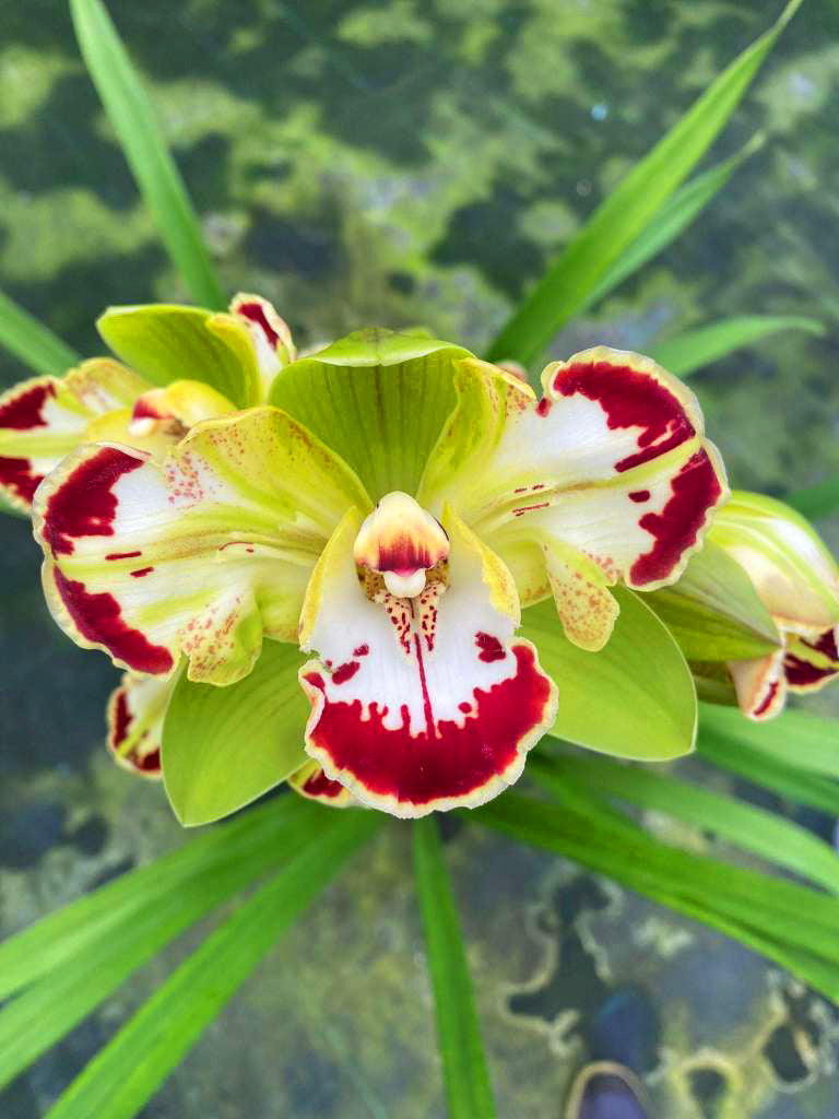 Cymbidium Italian Charm Flamingo Trilip - Peloric