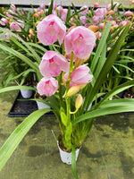 Load image into Gallery viewer, Cymbidium Pink Paddy