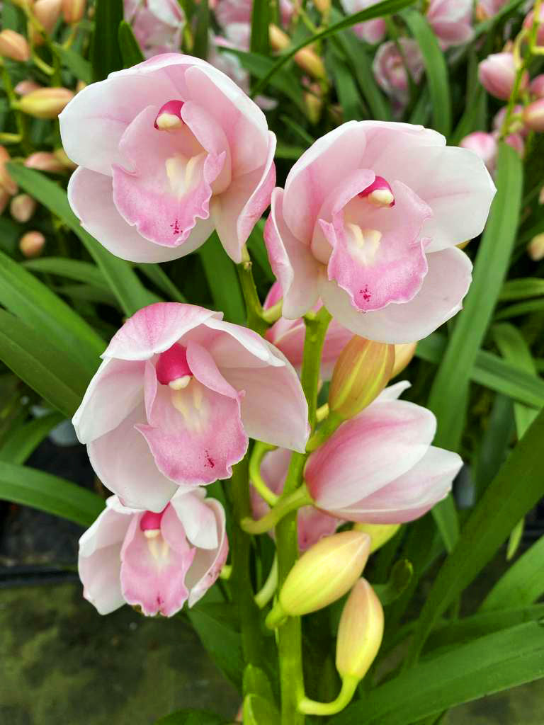 Cymbidium Pink Paddy