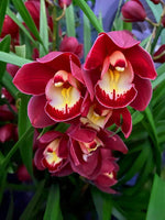 Carica l'immagine nel visualizzatore Galleria, Cymbidium Red Beauty 'Roy'
