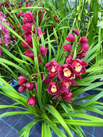 Carica l'immagine nel visualizzatore Galleria, Cymbidium Red Beauty 'Roy'