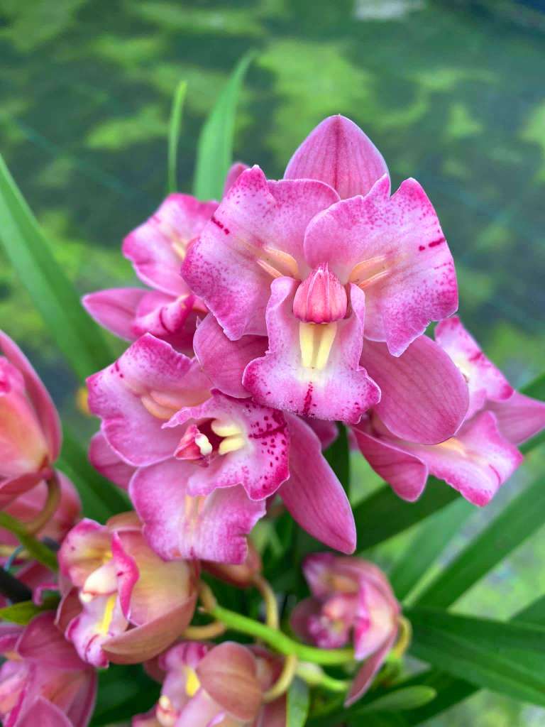 Cymbidium Sweet Wine 'Rika' - Peloric