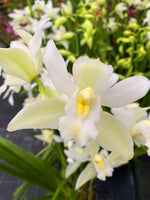 Carica l'immagine nel visualizzatore Galleria, Cymbidium lowianum f. alba