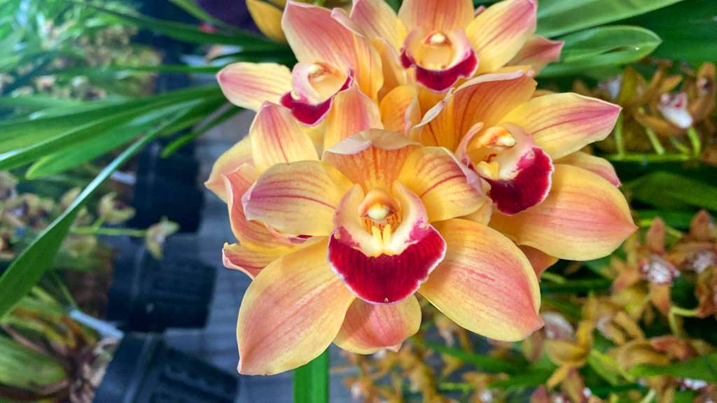 Cymbidium Sweet Apricot
