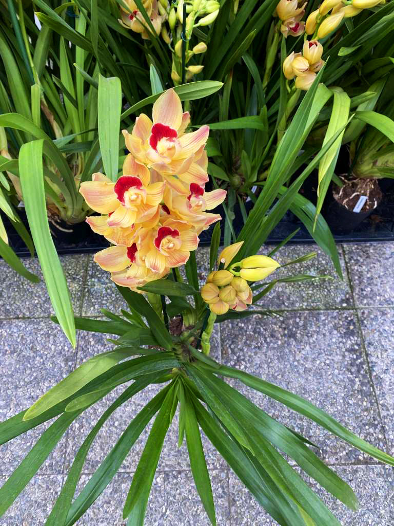 Cymbidium Sweet Apricot