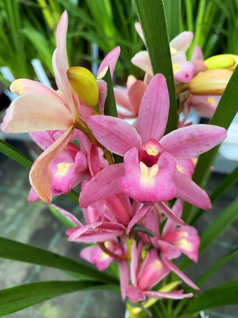 Cymbidium Wild Pink