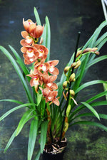 Carica l'immagine nel visualizzatore Galleria, Cymbidium Autumn Orange