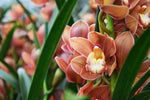Carica l'immagine nel visualizzatore Galleria, Cymbidium Autumn Orange